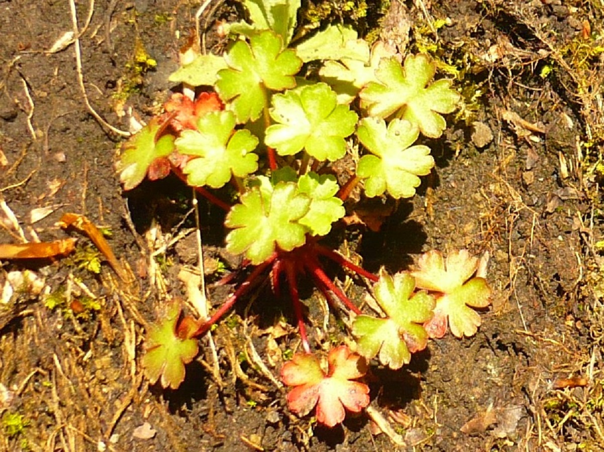 Geranium lucidum (Geraniaceae)